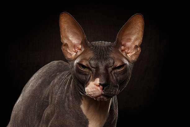 istock Closeup Portrait of Grumpy Sphynx Cat Front view on Black 486262284