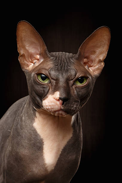 istock Closeup Portrait of Grumpy Sphynx Cat Front view on Black 486262286