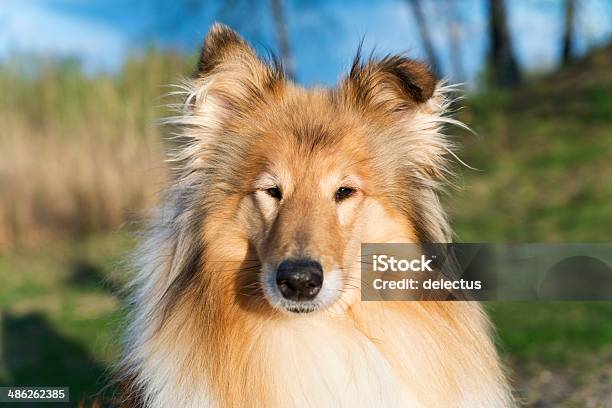Dog Portrait Collie Stock Photo - Download Image Now - Animal Body Part, Animal Ear, Animal Eye
