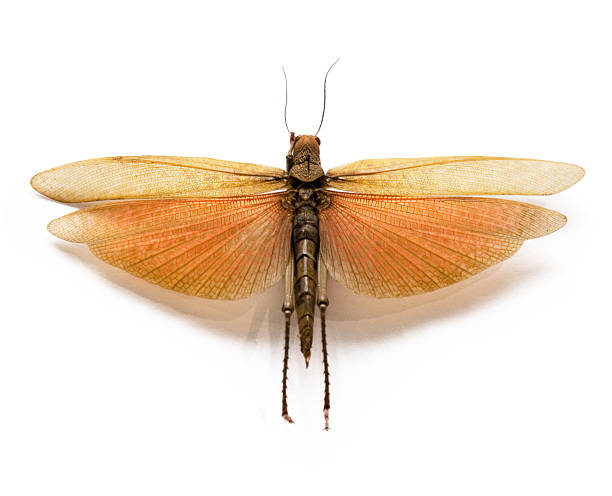 istock The adult locust on a white background. 486262462