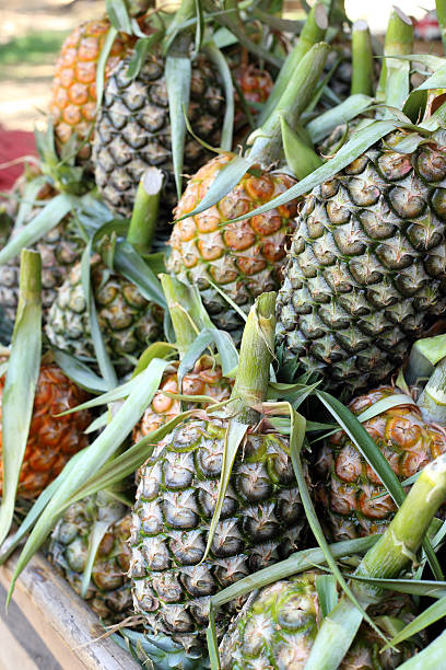 istock Pile of pineapple in fruit market. 486262600