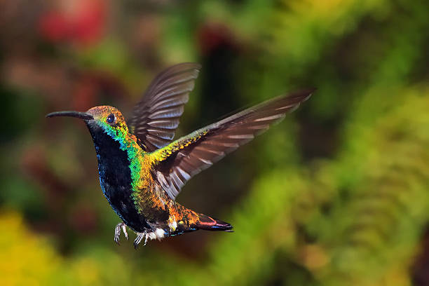 istock Hummingbird about to Land 486262611
