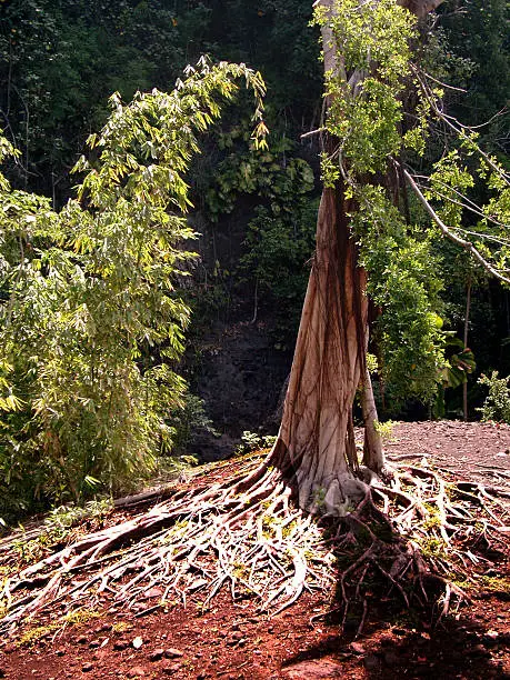Tree on small hill with exposed roots