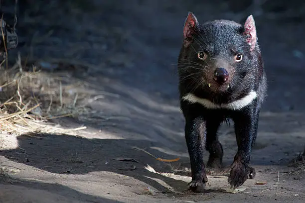 endangered species in Australia is the Tasmanian devil.