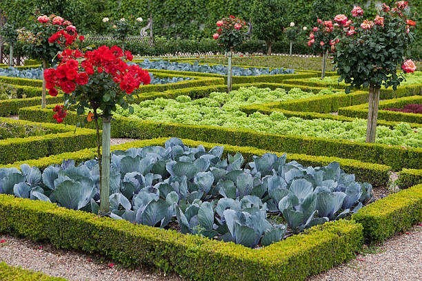 Garden in  Chateau de Villandry