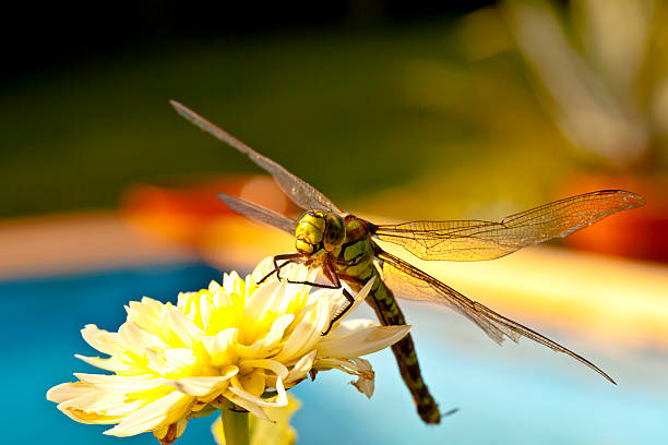 陸揚げ - wing dragonfly animal eye blue ストックフォトと画像