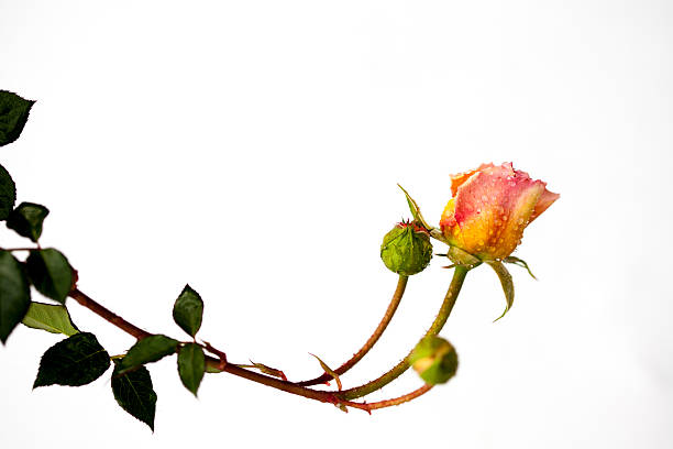 istock Pink and yellow rose, isolated 486264640