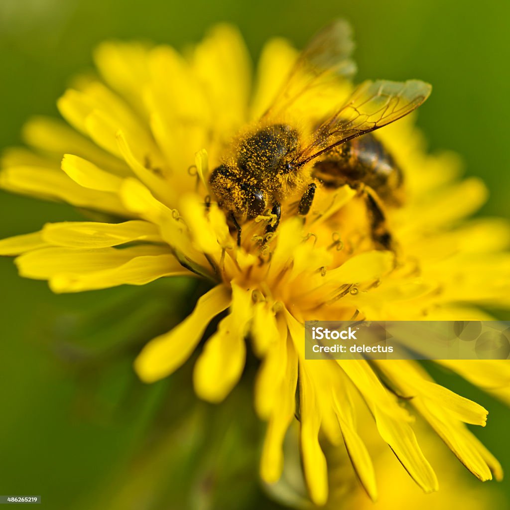 Makro-Biene auf Löwenzahn Blume - Lizenzfrei Bestäubung Stock-Foto