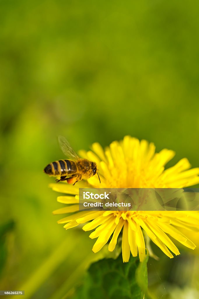 Biene fliegt in eine Löwenzahn Blume - Lizenzfrei Biene Stock-Foto