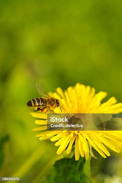 Biene Fliegt In Eine Löwenzahn Blume Stockfoto und mehr Bilder von Biene - Biene, Bestäubung, Blume