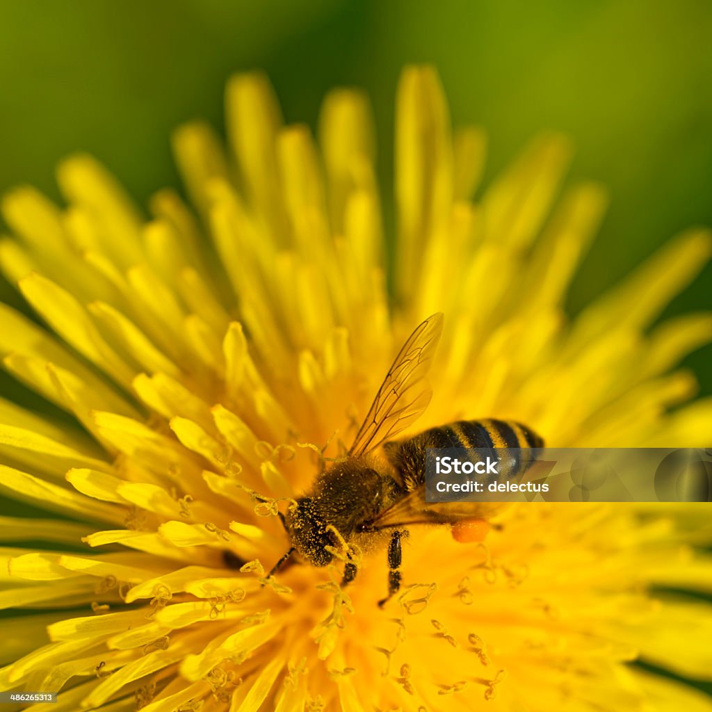 Biene auf Löwenzahn Blume - Lizenzfrei Bestäubung Stock-Foto