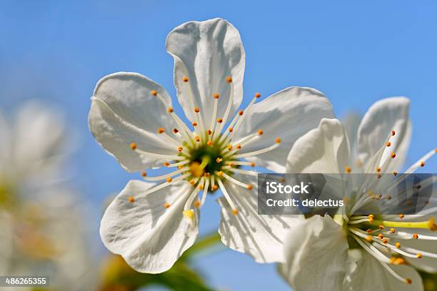 Nahaufnahme Von Kirschblüten Stockfoto und mehr Bilder von Entstehung - Entstehung, Baum, Baumblüte