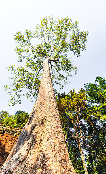 istock Ta Phrom Castle, Angkor Thom, Cambodia 486265983