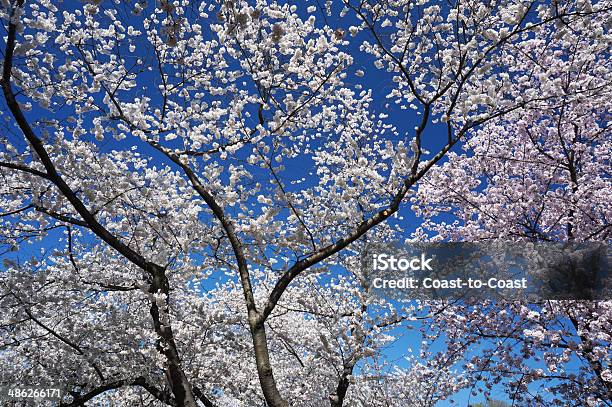 Neighborhood Cherry Blossoms Stock Photo - Download Image Now - April, Blossom, Blue