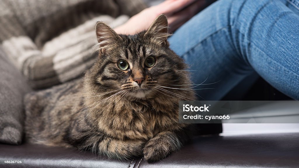 Relaxation time Woman relaxing on a sofa with a cat using a digital tablet 2015 Stock Photo