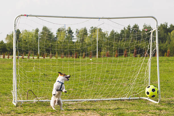 istock Funny goalkeeper misses a goal 486267620