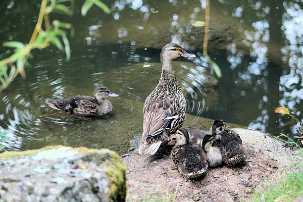 istock Family of ducks 486267650