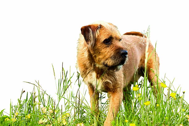 Happy, playful, loving, kind and adorable brown dog in a meadow. Isolated from background and perfect when you need copy/text space. Amazing animals. :-)