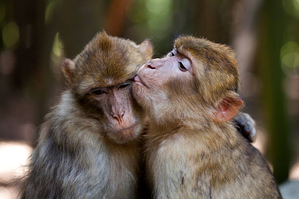 Barbery ape love Barbery ape love macaque stock pictures, royalty-free photos & images