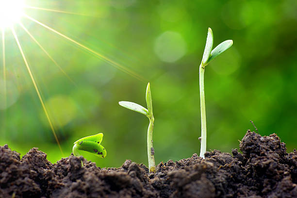 istock The growth of green plants 486271554