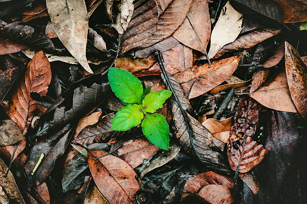 istock plant growing out of dry leaf 486271704