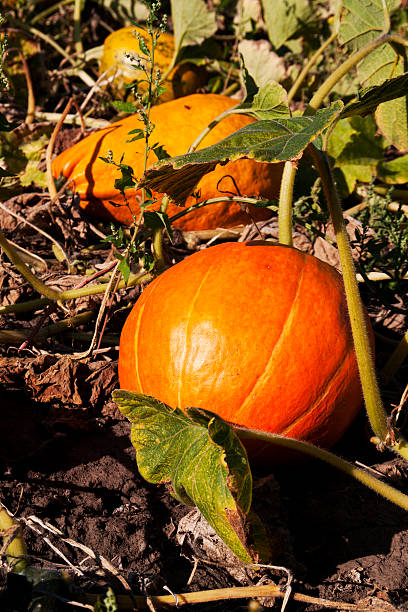 istock pumpkin on a farm field 486271970