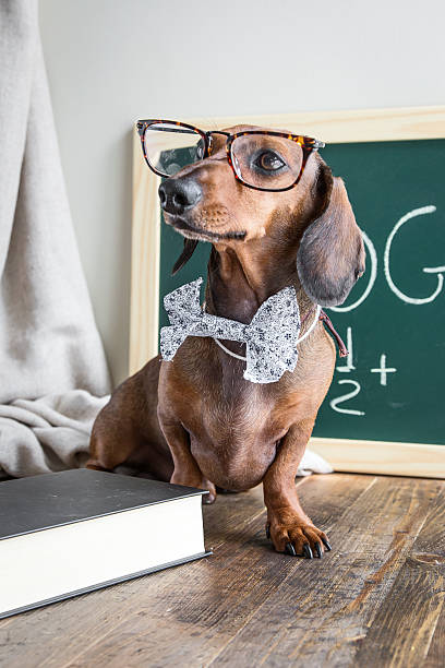 istock Red dachshund dog on wooden table 486272078