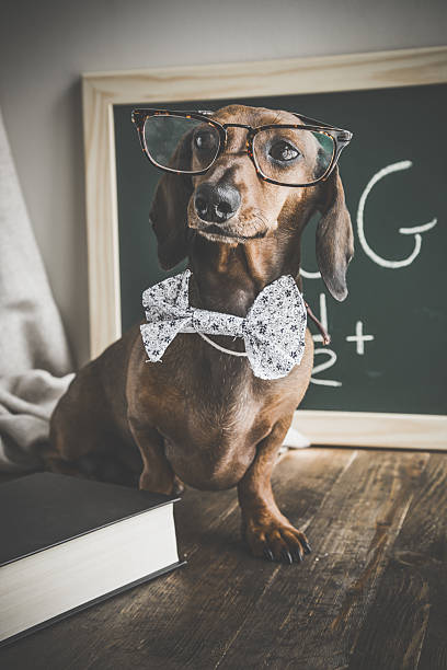 istock Red dachshund dog on wooden table 486272084