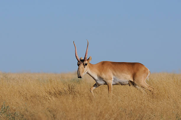 Wild male Saiga antelope in Kalmykia steppe Critically endangered wild male Saiga antelope (Saiga tatarica, male) in morning steppe. Federal nature reserve Mekletinskii, Kalmykia, Russia, August, 2015 antelope photos stock pictures, royalty-free photos & images