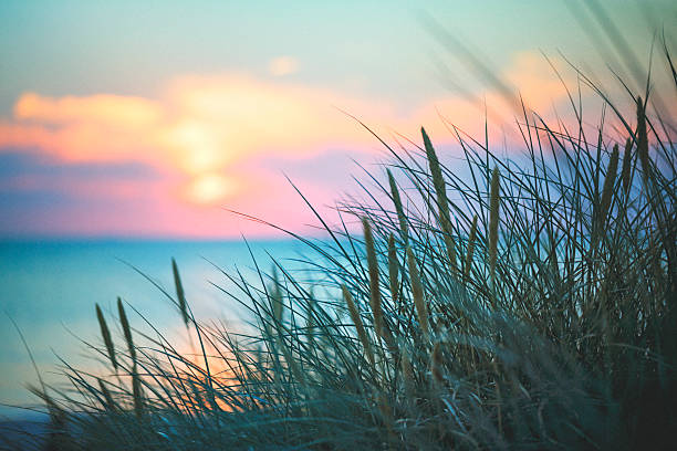 At the ocean in sunset At the ocean.  marram grass photos stock pictures, royalty-free photos & images