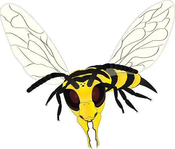 Vector illustration of Wasp on white background