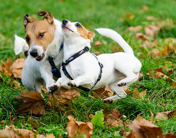 istock Two dogs playing funny love game 486273080