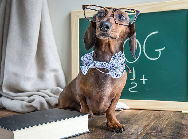 istock Red dachshund dog on wooden table 486273256