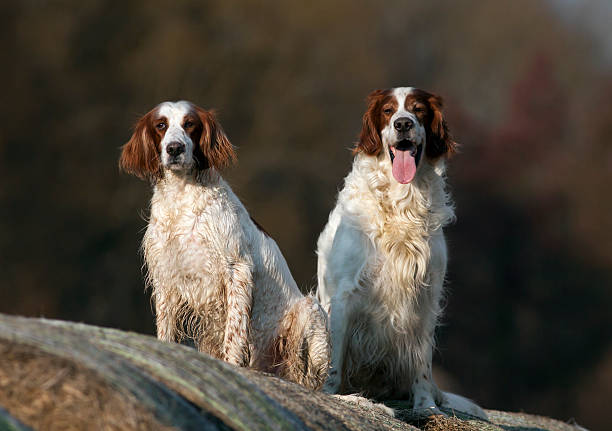 Beautiful dogs Irish Setters sitting on a bale in Summer irish red and white setter stock pictures, royalty-free photos & images