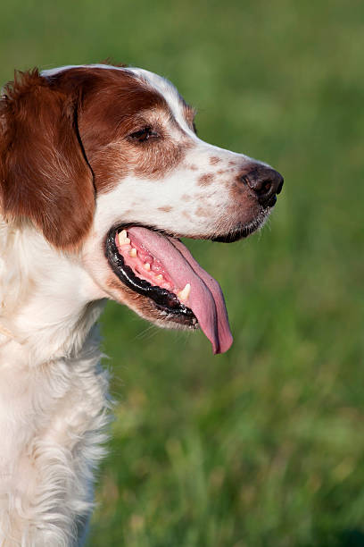 Beautiful dog Beautiful Irish Setter panting in Summer irish red and white setter stock pictures, royalty-free photos & images