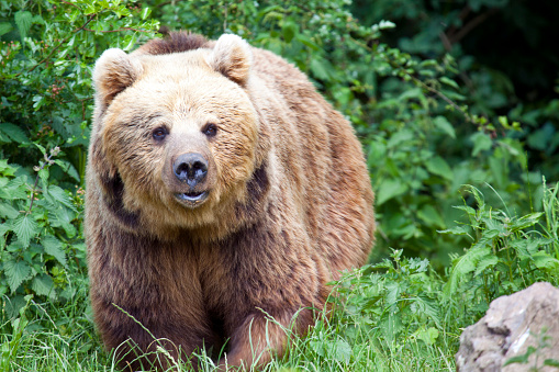 A Eurasian Brown Bear coming out of the woods
