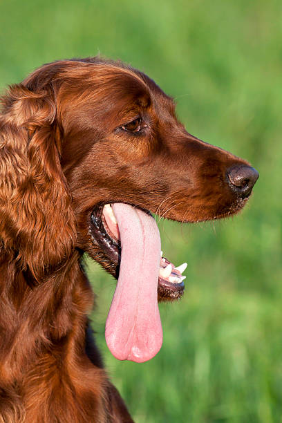 190+ Irish Setter Tongue Stock Photos, Pictures & Royalty-Free Images ...