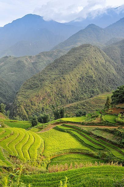 campos de arroz do vietnã, perto de sapa - bac ha - fotografias e filmes do acervo
