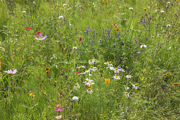 istock Summer wildflower meadow 486275218