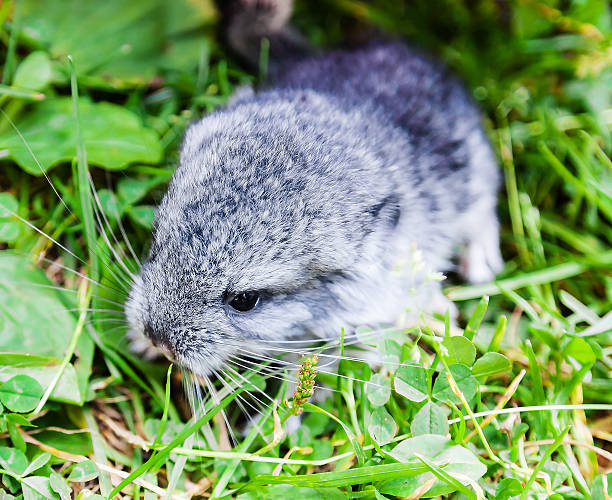 istock Llittle grey baby chinchilla 486275464