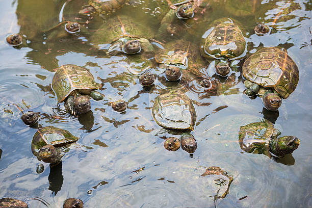 istock so many turtle in pond at Kek Lok Si Temple 486277820
