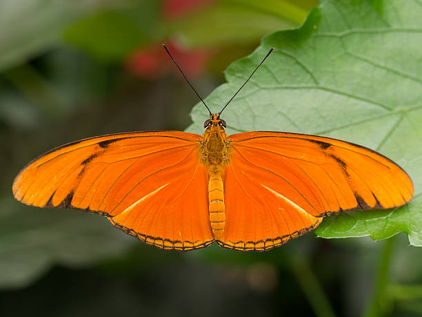 istock Large orange tropical butterfly showing full wingspan 486278952