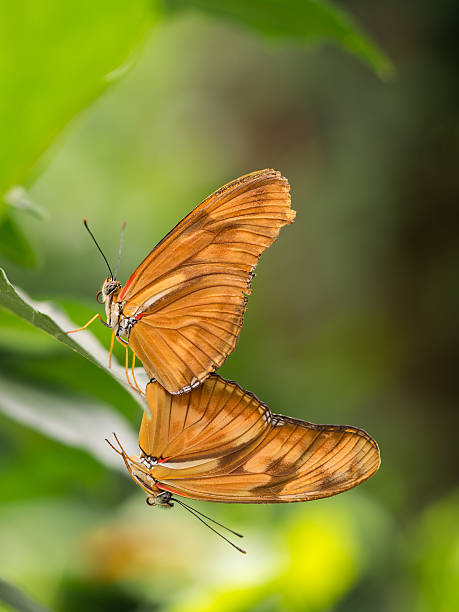 istock Pair of large orange, brown butterflies 486278954