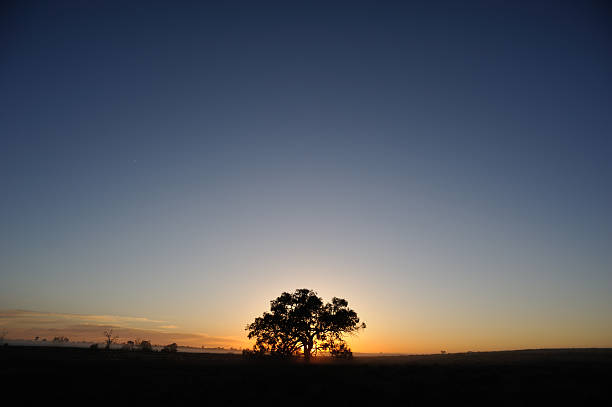 Sunset landscape, Outback Australia, Sunset landscape, Outback Australia, thorn bush stock pictures, royalty-free photos & images