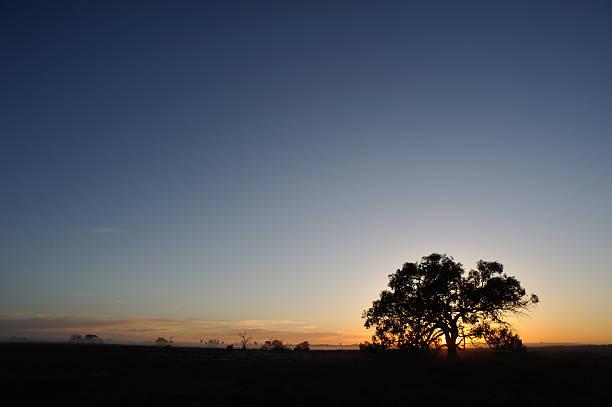 Sunset landscape, Outback Australia, Sunset landscape, Outback Australia, thorn bush stock pictures, royalty-free photos & images