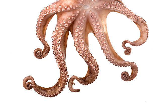 pulpo - octopus tentacle tentacle sucker animal fotografías e imágenes de stock