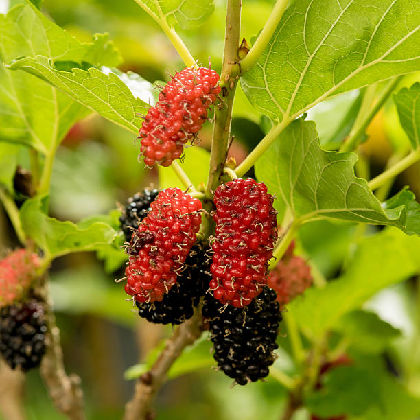 istock Mulberry fruits in nature backgrounds. 486279750