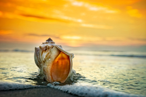 Conch shell close-up at the beach with ocean waves and glorious sunrise.