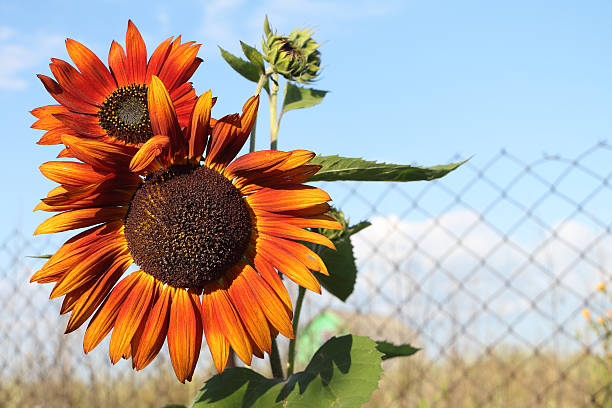 istock The red sunflower growing in a garden 486282934
