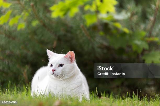 Kucing Angora Turki Foto Stok - Unduh Gambar Sekarang - Kucing rumah